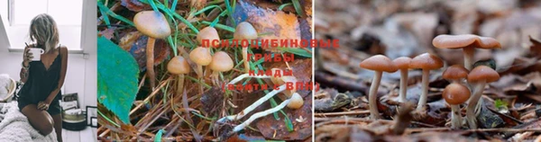 прущая мука Арсеньев